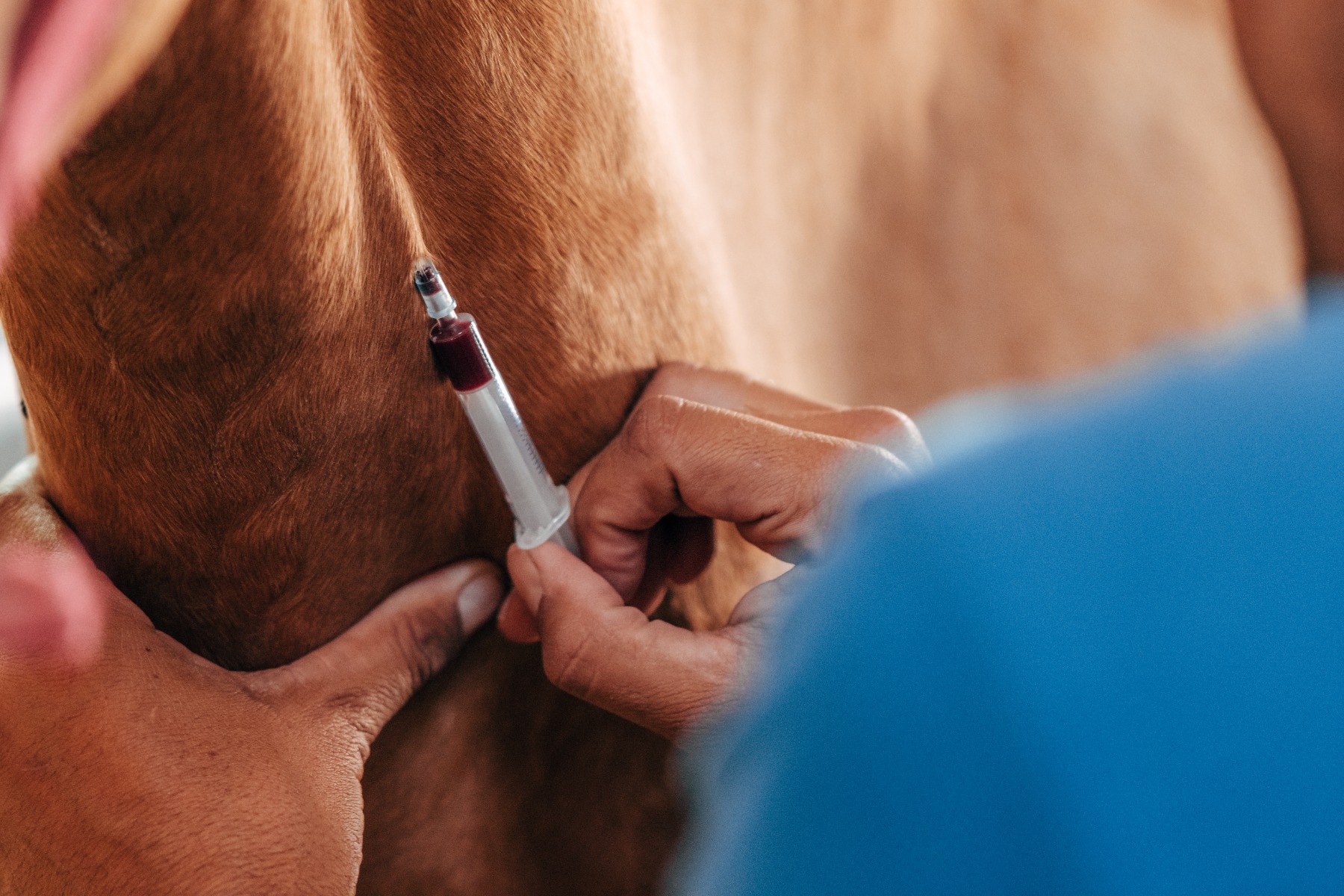 Grovet, especialista en productos veterinarios para caballos