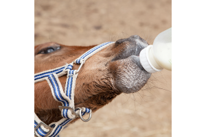 New in the Bonpard product range - Bonpard Equimel, milk replacer for foals
