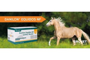 Danilon Image with horse