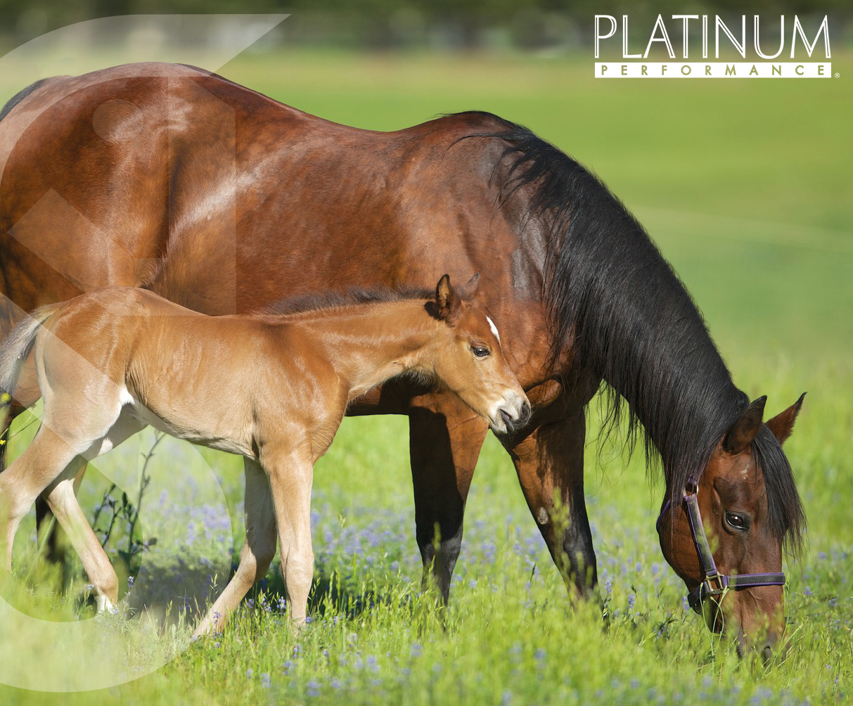 Weaning season nutrition for foals and mares