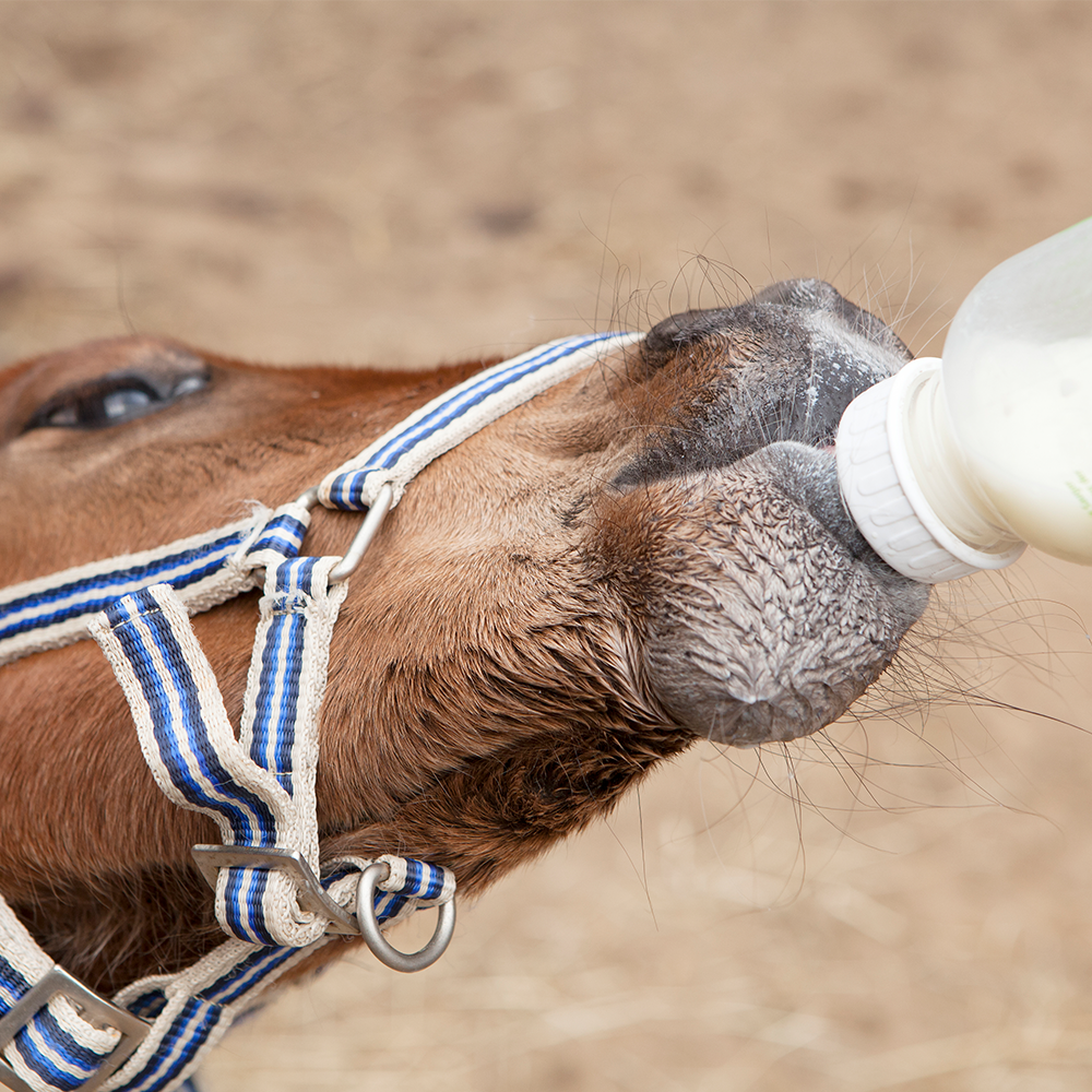 Nieuw in het assortiment – Bonpard Equimel, melkvervanger voor veulens